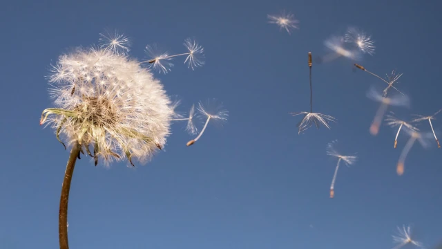 A volte è bene lasciare andare... Il soffione. A volte è bene lasciare andare...